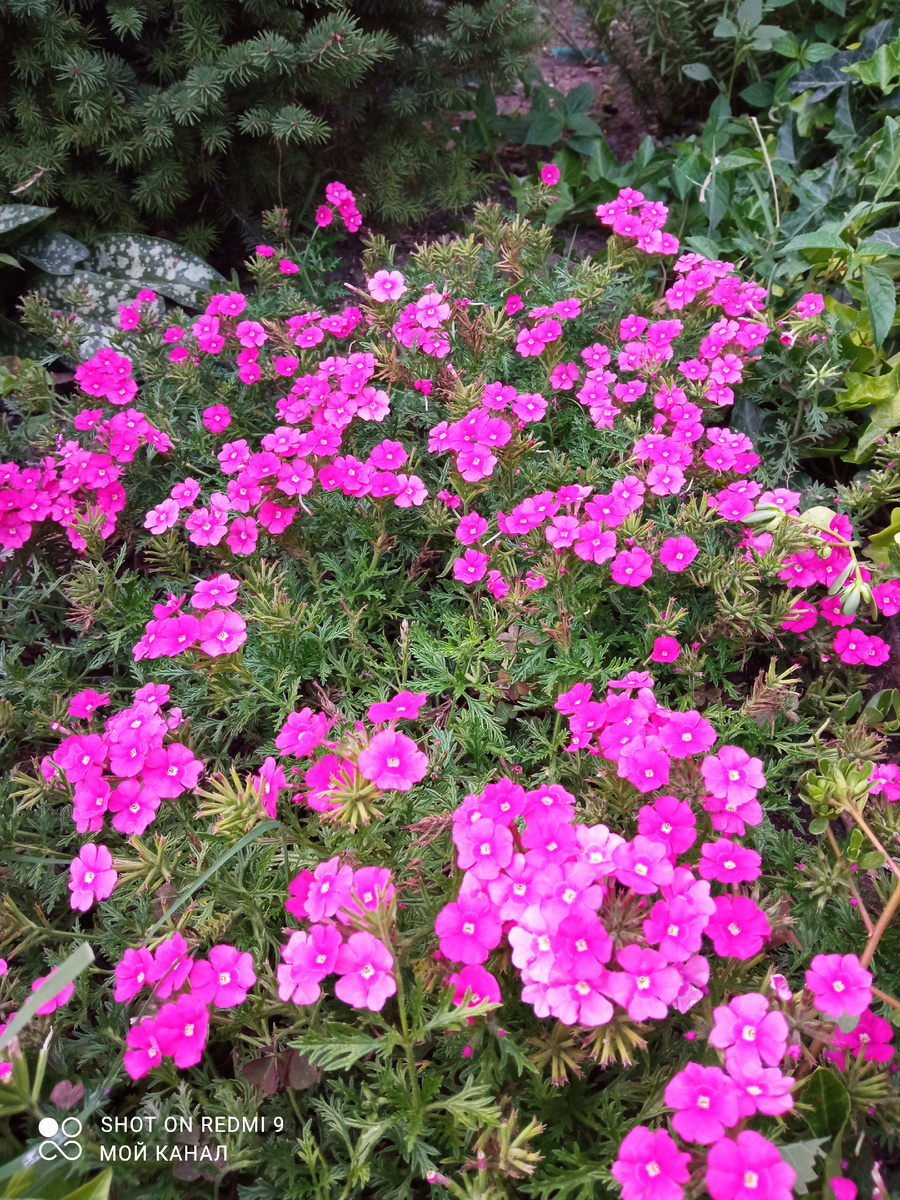 Вербена ампельная. Фото автора.