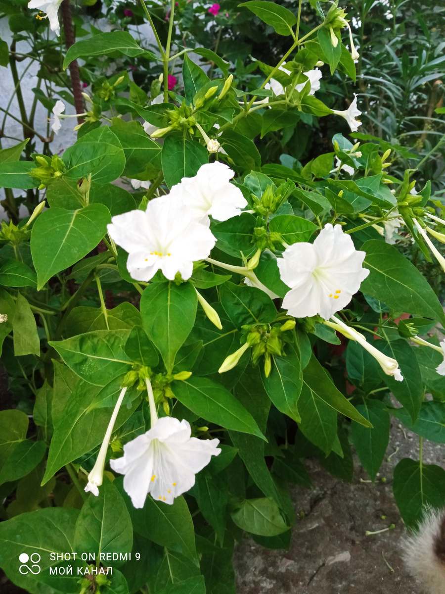 Ночная красавица. Фото автора.