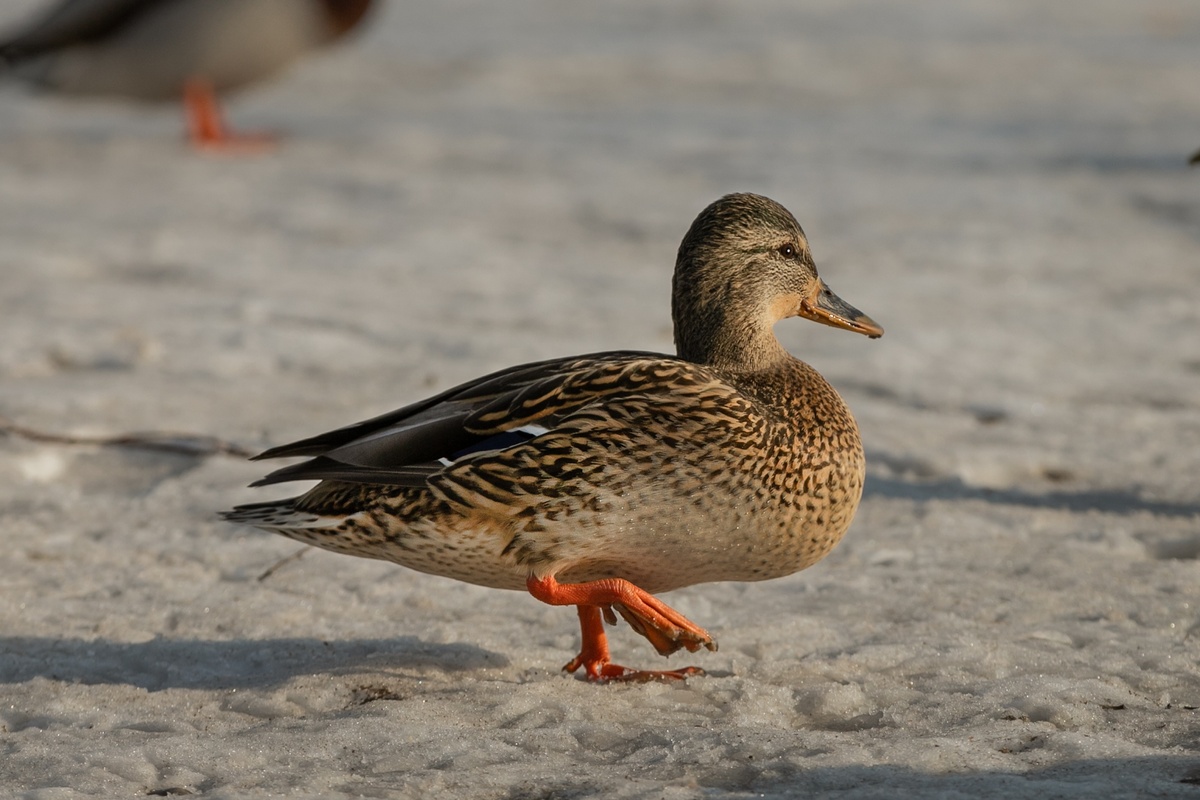Фото: Локотьков Алексей   https://vk.com/lokotkov82 