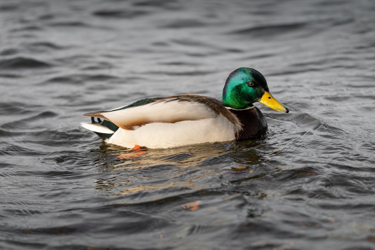 Фото: Локотьков Алексей   https://vk.com/lokotkov82 