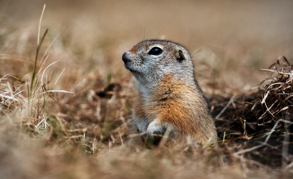Фото: Локотьков Алексей   https://vk.com/lokotkov82 