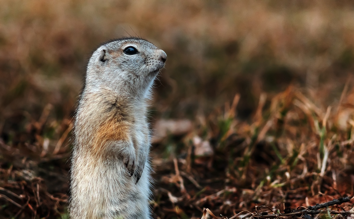 Фото: Локотьков Алексей   https://vk.com/lokotkov82 