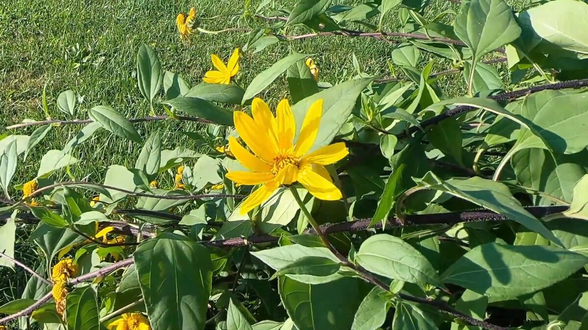 Топинамбур на балконе в Ростове