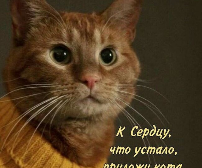 🐱Умилительные котики или пушистая таблетка от плохого настроения.