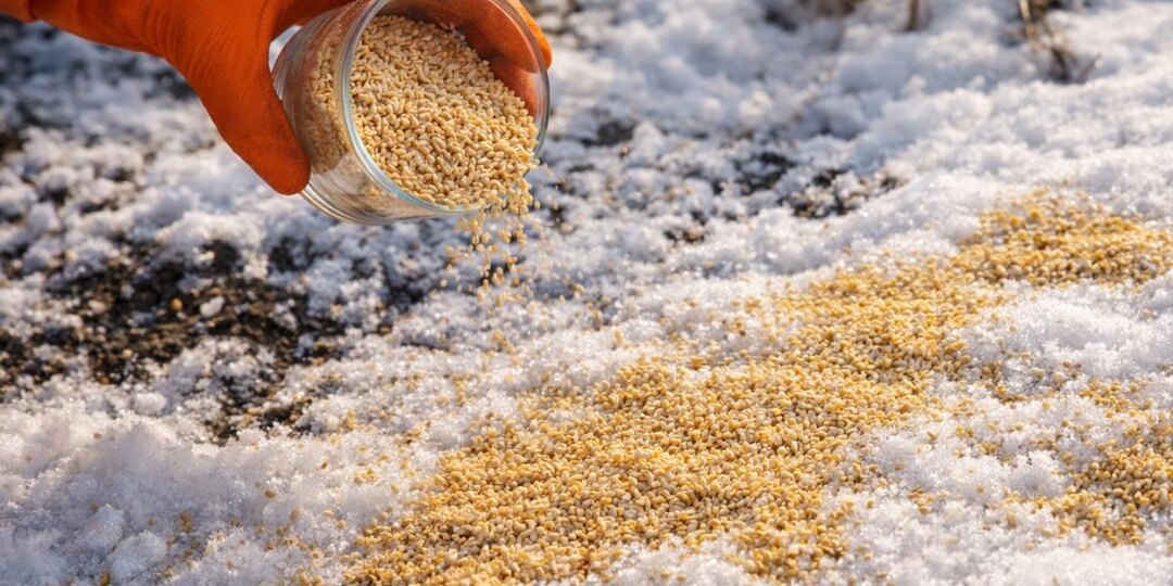 Зерно падает на снег — весной земля не узнаёт себя: простой приём делает почву воздушной