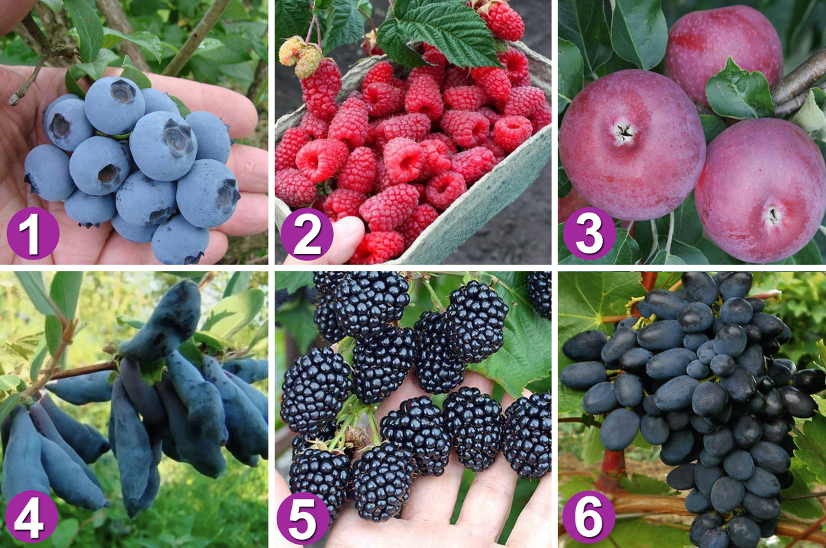 Саженцы плодовых и ягодных культур