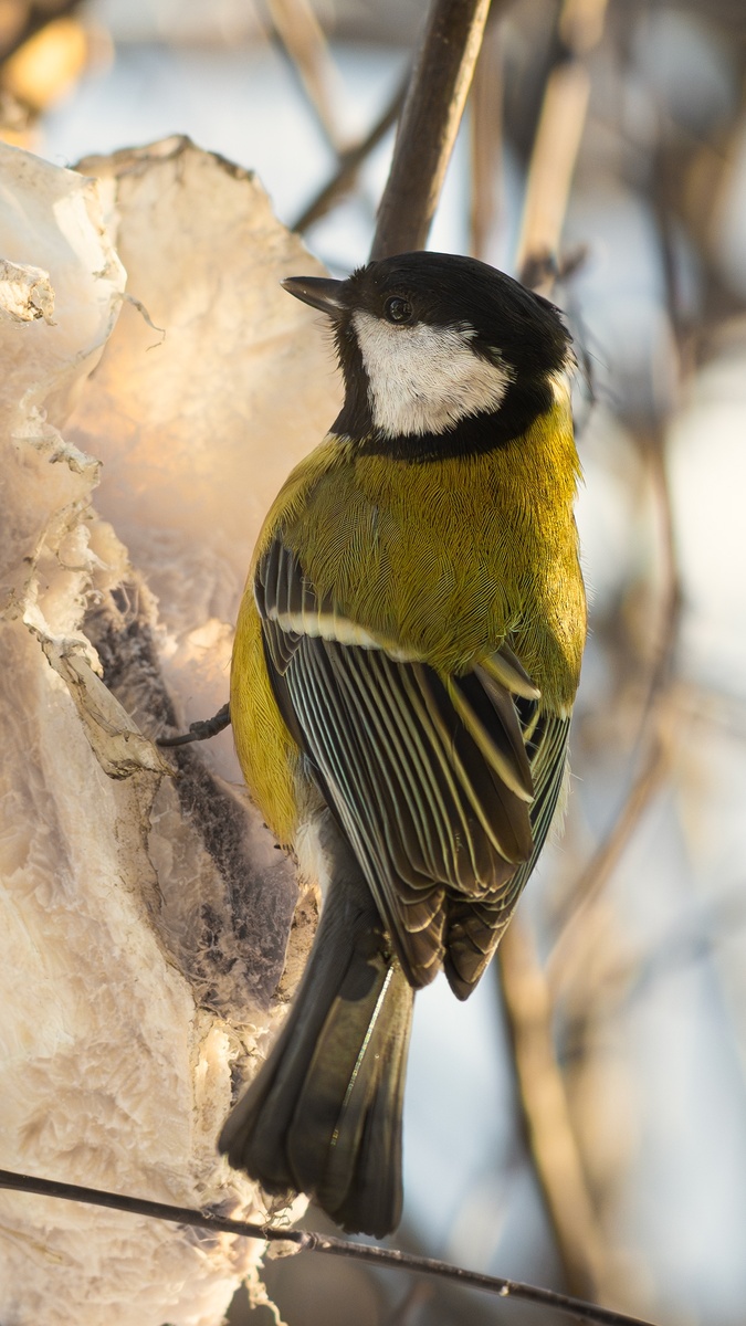 Фото: Локотьков Алексей   https://vk.com/lokotkov82 