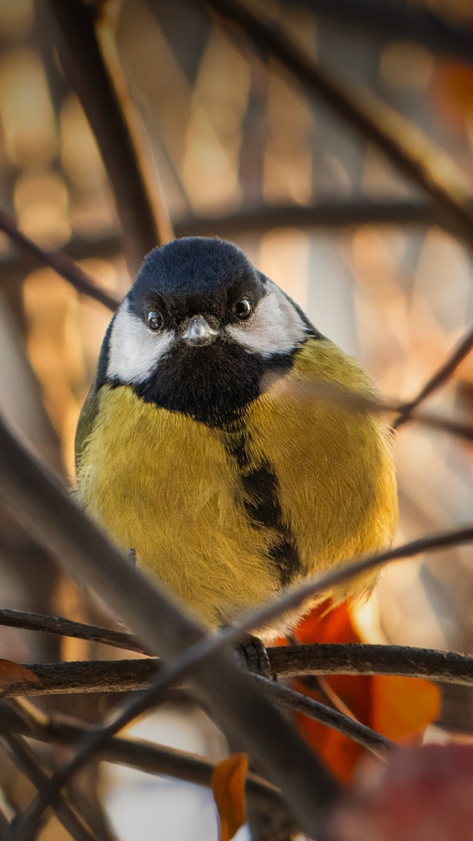Фото: Локотьков Алексей   https://vk.com/lokotkov82 