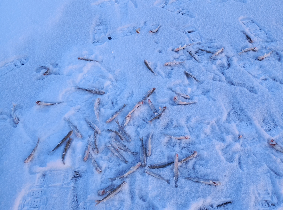 Общий мой улов за день перед сбором домой