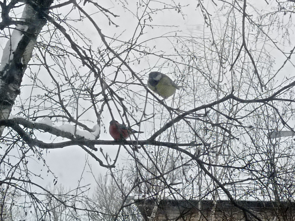 Вот на одной ветке сядят снегирь и синица, они не ссорятся ведь семечки в кормушке вмегда есть. Листайте галерею