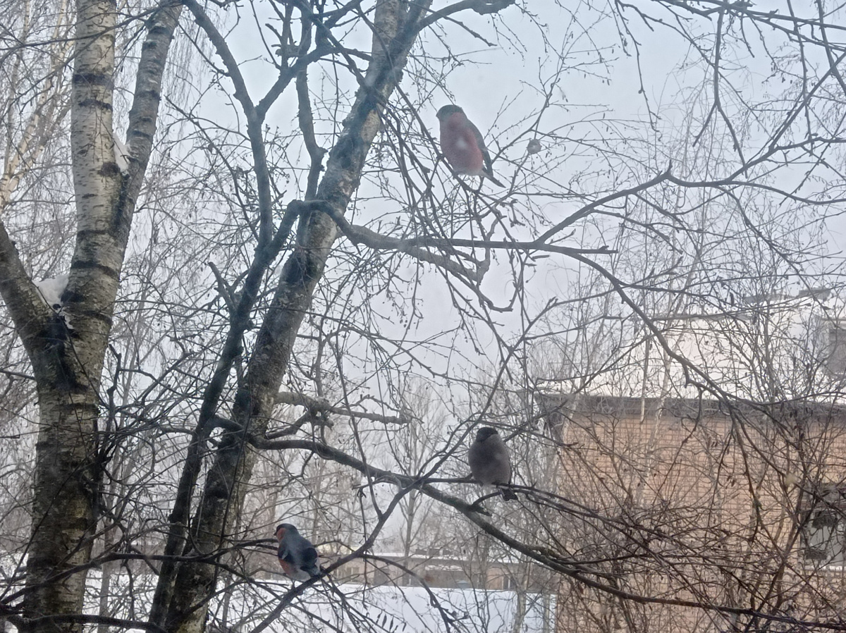 В этом году снегири частые гости на моей кормушке, они прилетали и в ноябре, в начале декабря и вот уже больше недели гостят сейчас.
