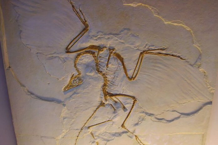    Искусственный интеллект переписывает историю эволюции птиц, сдвигая их происхождение на 60 миллионов лет в прошлое и бросая вызов существующим палеонтологическим теориям.