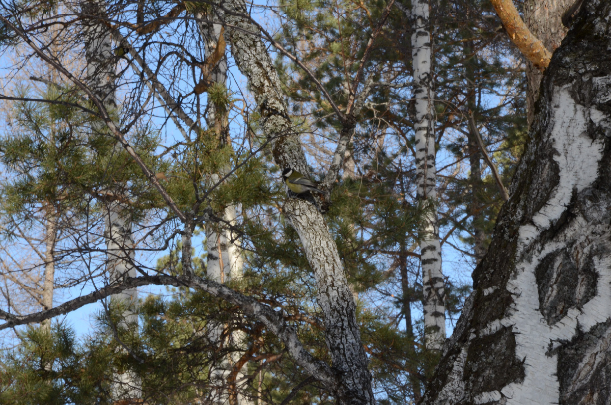 Весенний лес. Давнишнее фото моей дочери.