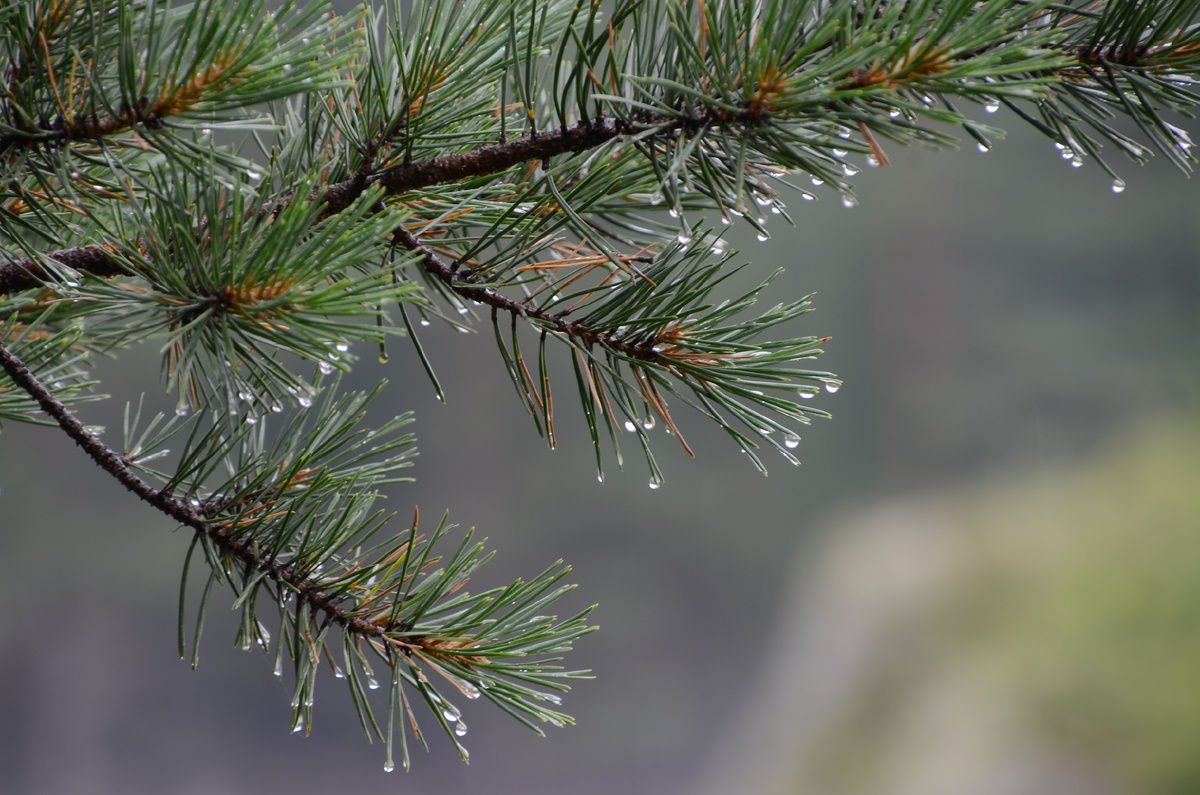 Как будто мартовская капель (вообще-то на фото лето и дождь, но мы об этом никому не скажем). Автор фото - моя дочь.