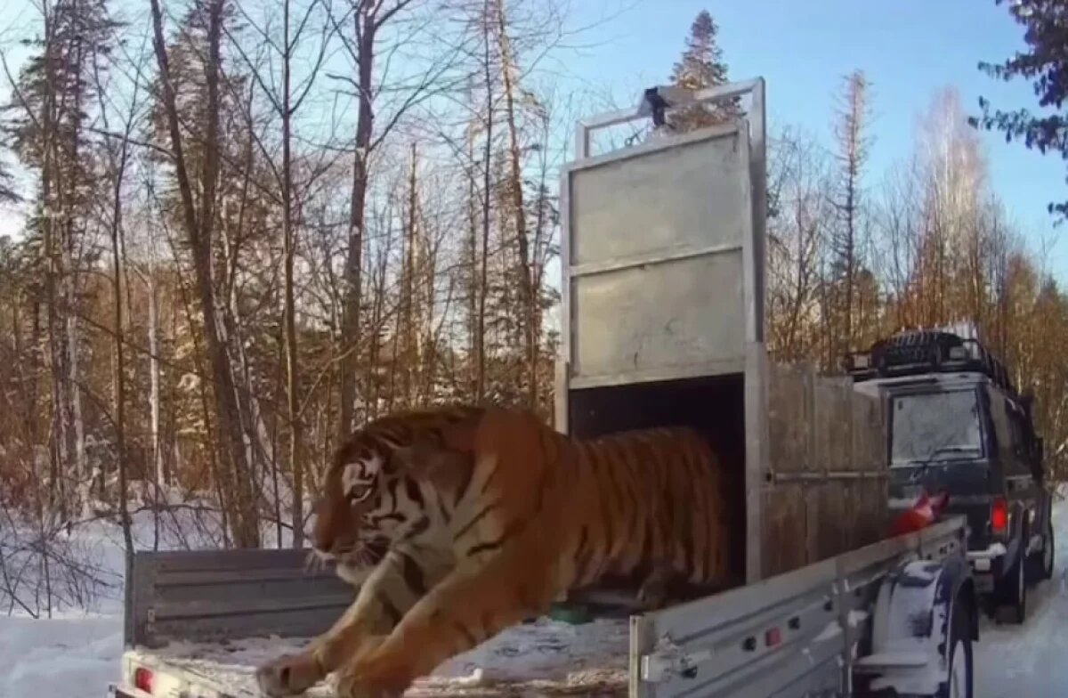    В Хабаровском крае амурскую тигрицу с тремя тигрятами вернули в тайгу