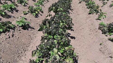 Грядки прихватил мороз