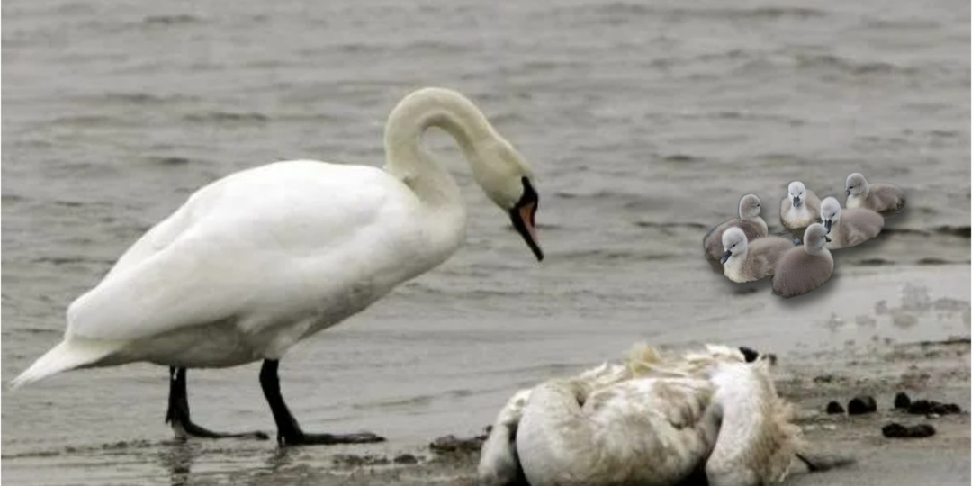 Мать лебедиха ушла из жизни оставив лебедяд. Что произошло дальше потрясло всех до глубины души