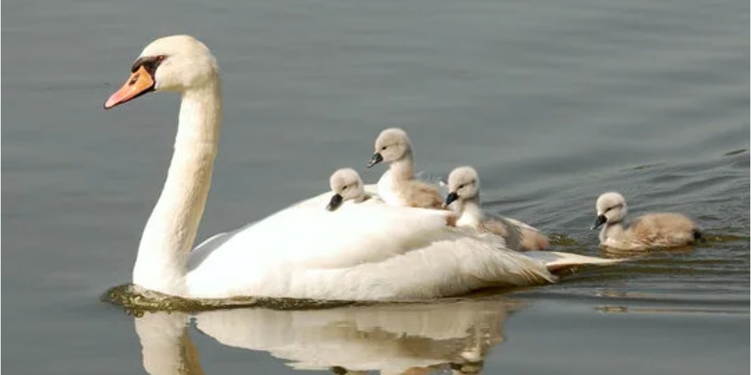 Мать лебедиха ушла из жизни оставив лебедят. Что произошло дальше потрясло всех до глубины души