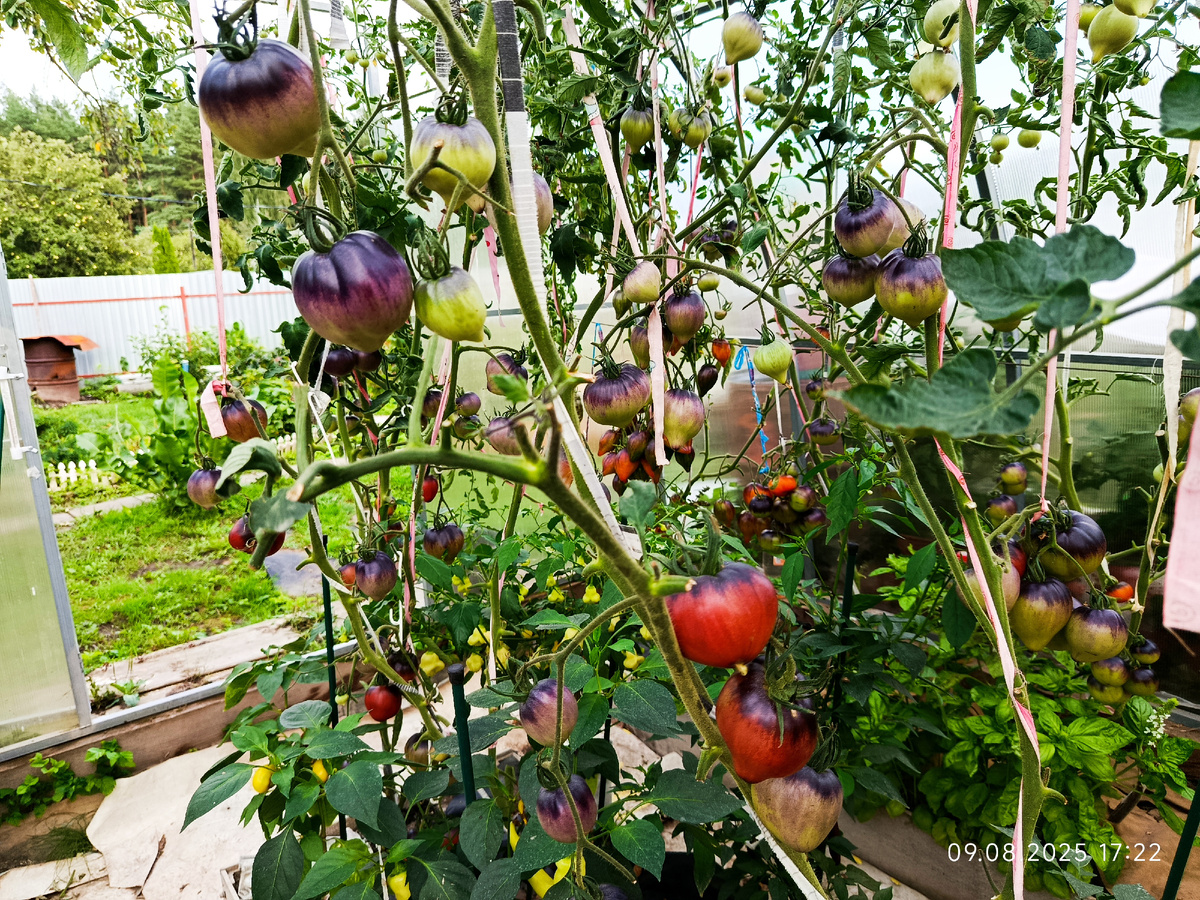 9 августа, Вишнёвый сироп