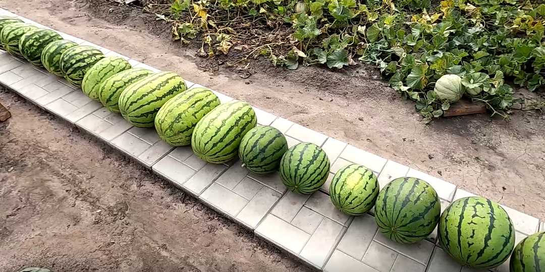 Выращивание арбузов - опыт огородников.