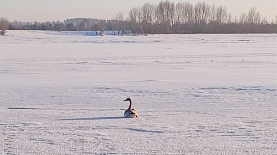    Раненый лебедь. Источник: t.me/dbiysk