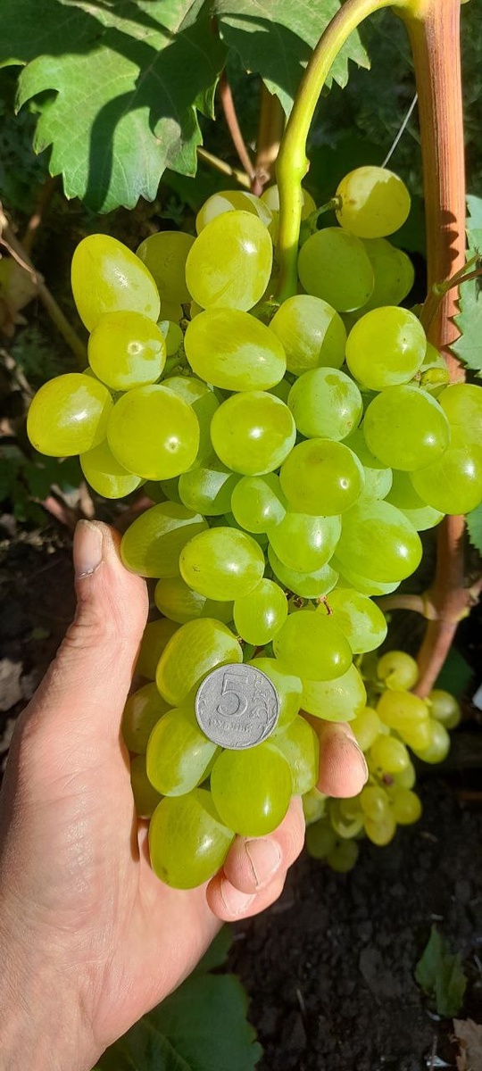 Виноград Мадонна. Фото автора.