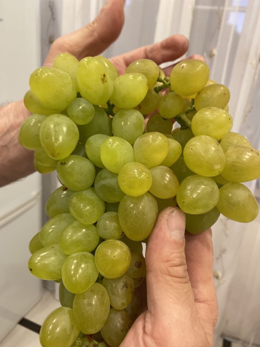 Виноград Мадонна. Фото автора.