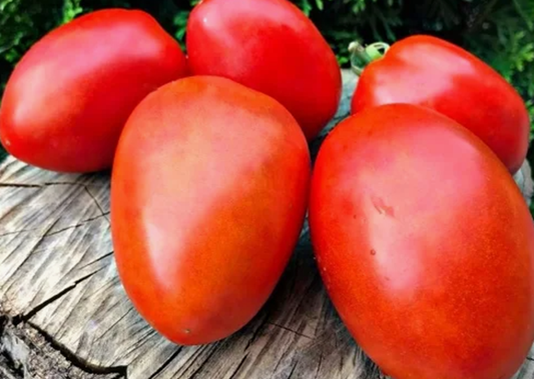 Совсем "невредные", устойчивые к болезням и вредителям, их раскупают быстро