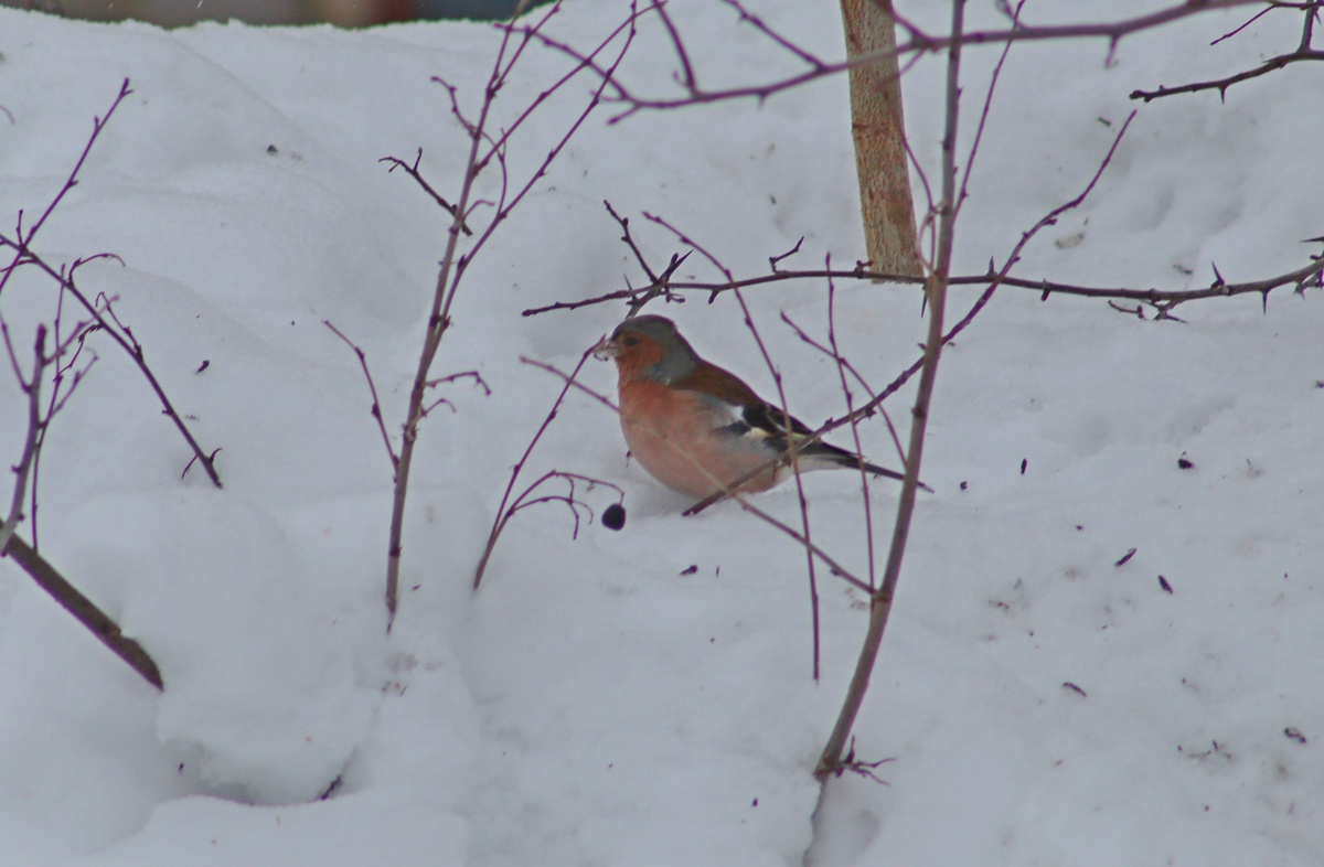   Фото Национального парка "Самарская Лука"