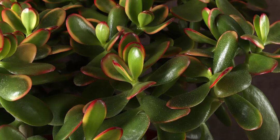 Топ 10 комнатных растений, которые любят прямые солнечные лучи