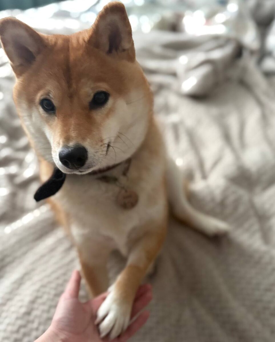 Потом целый день на меня смотрели грустные глаза бусинки(( 