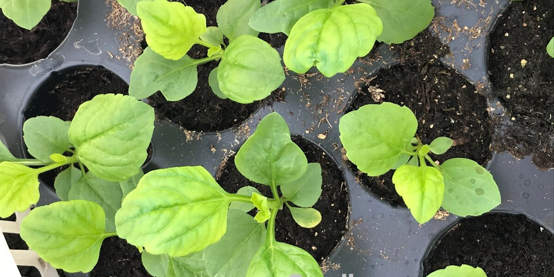 Мой секрет посева астры: дружные всходы уже на 5-й день