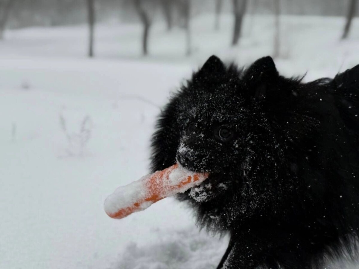    В начале февраля практически на всей территории Ростовской области пойдет снег   rostovgazeta.ru