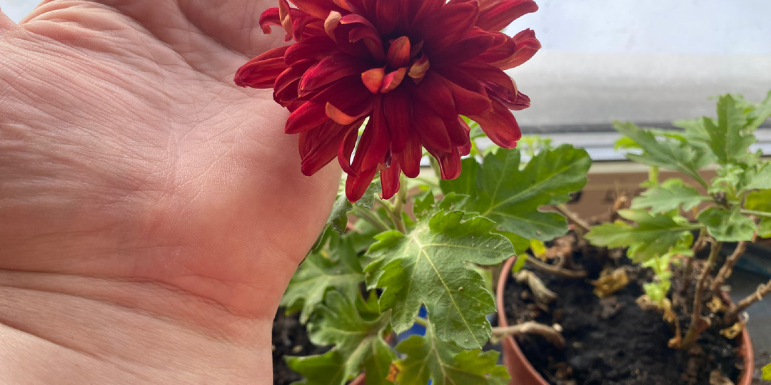 27 января - 01 февраля (9- 14 день) считаю расходы на продукты.