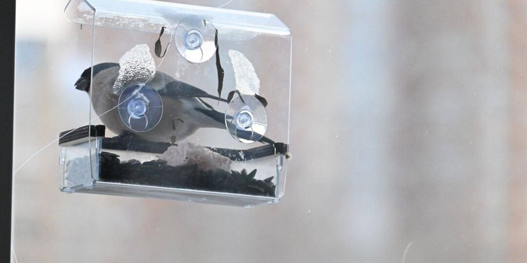 🐦Пермяк установил кормушку для птиц прямо на окно и теперь наблюдает за пернатыми