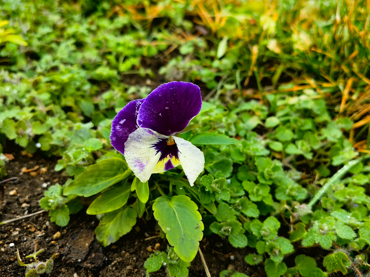 Зимние цветы. Фото автора канала