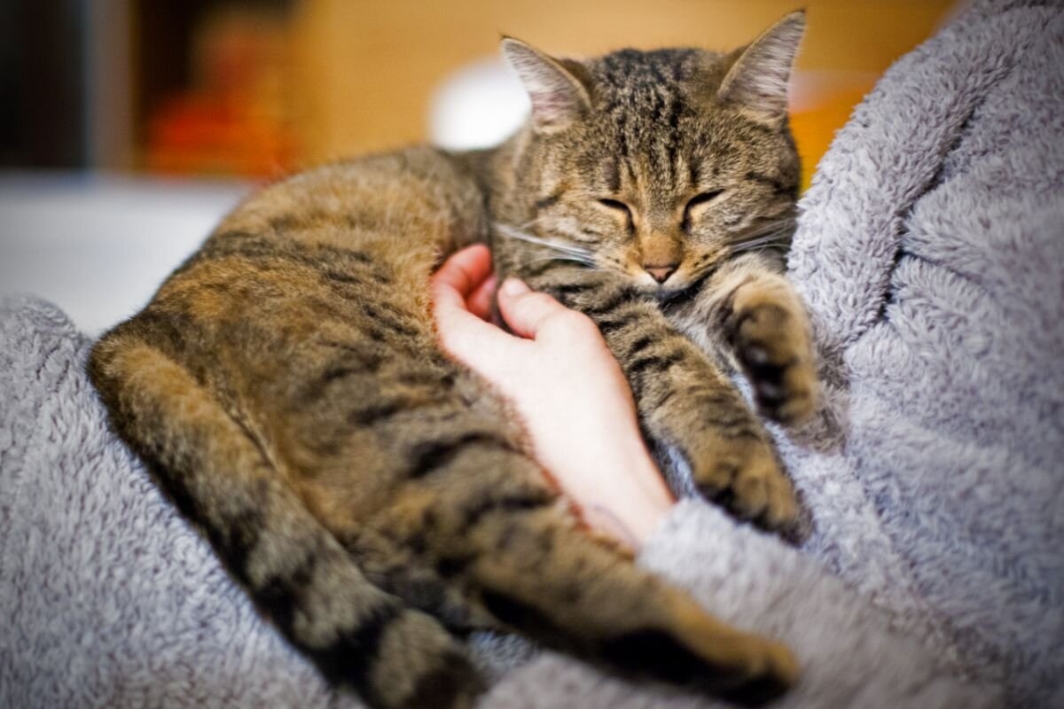 Фото с сайта: https://narodsobor.ru/2024/10/08/5-koshachih-zvukov-kotorye-dolzhen-ponimat-kazhdyj-vladelecz/