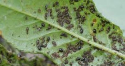 Чёрная тля на огурцах. Фото из открытых источников