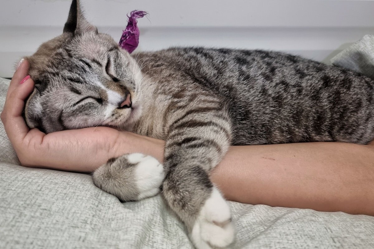 Фото с сайта: https://www.tuttogreen.it/razza-di-gatto-piu-affettuosa/