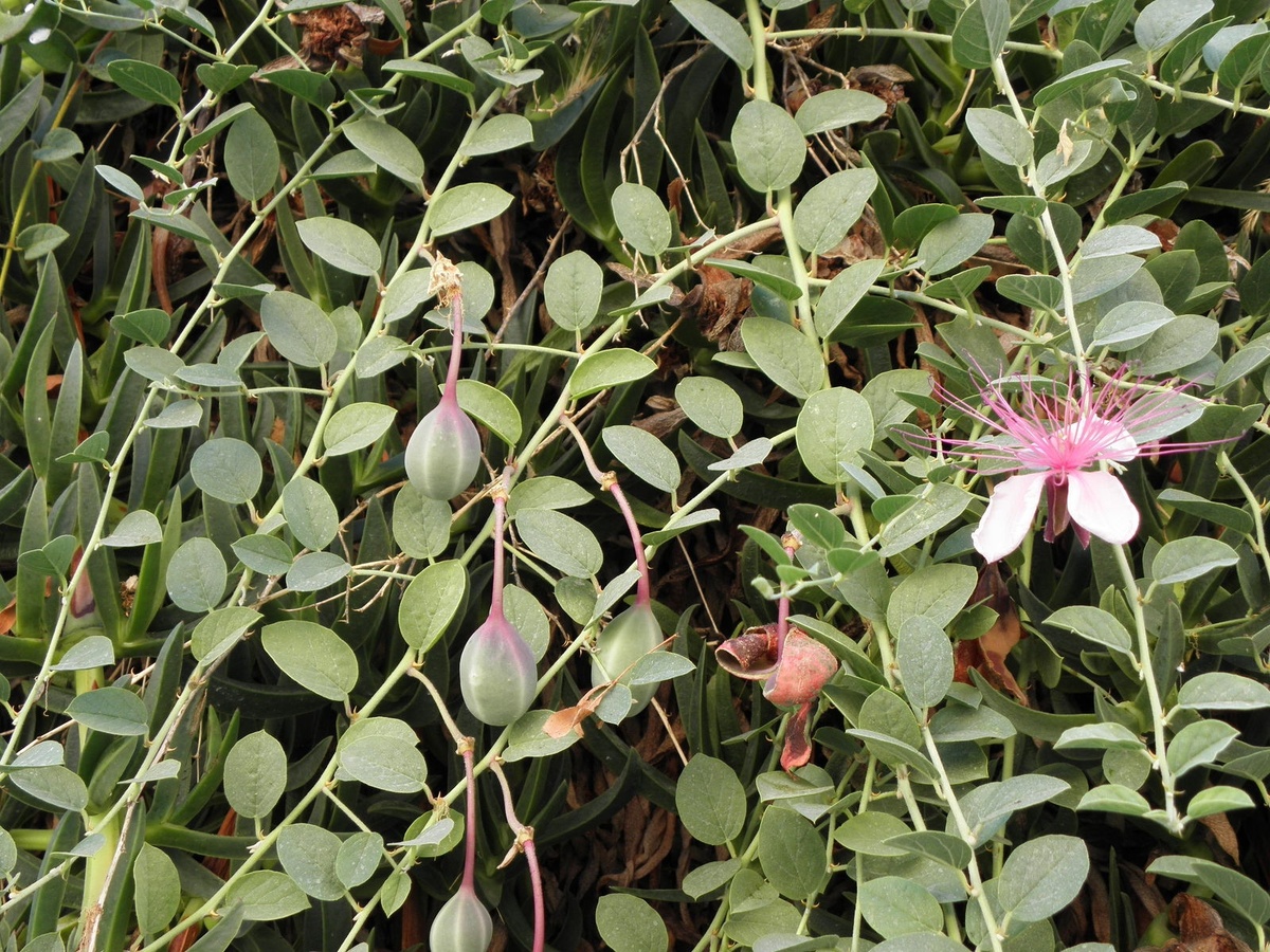 Вид подальше