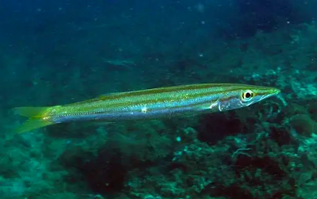 Красная барракуда.