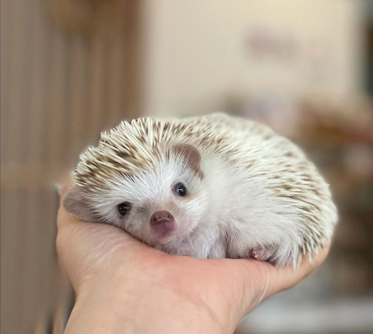 Фото в свободном доступе из интернета.