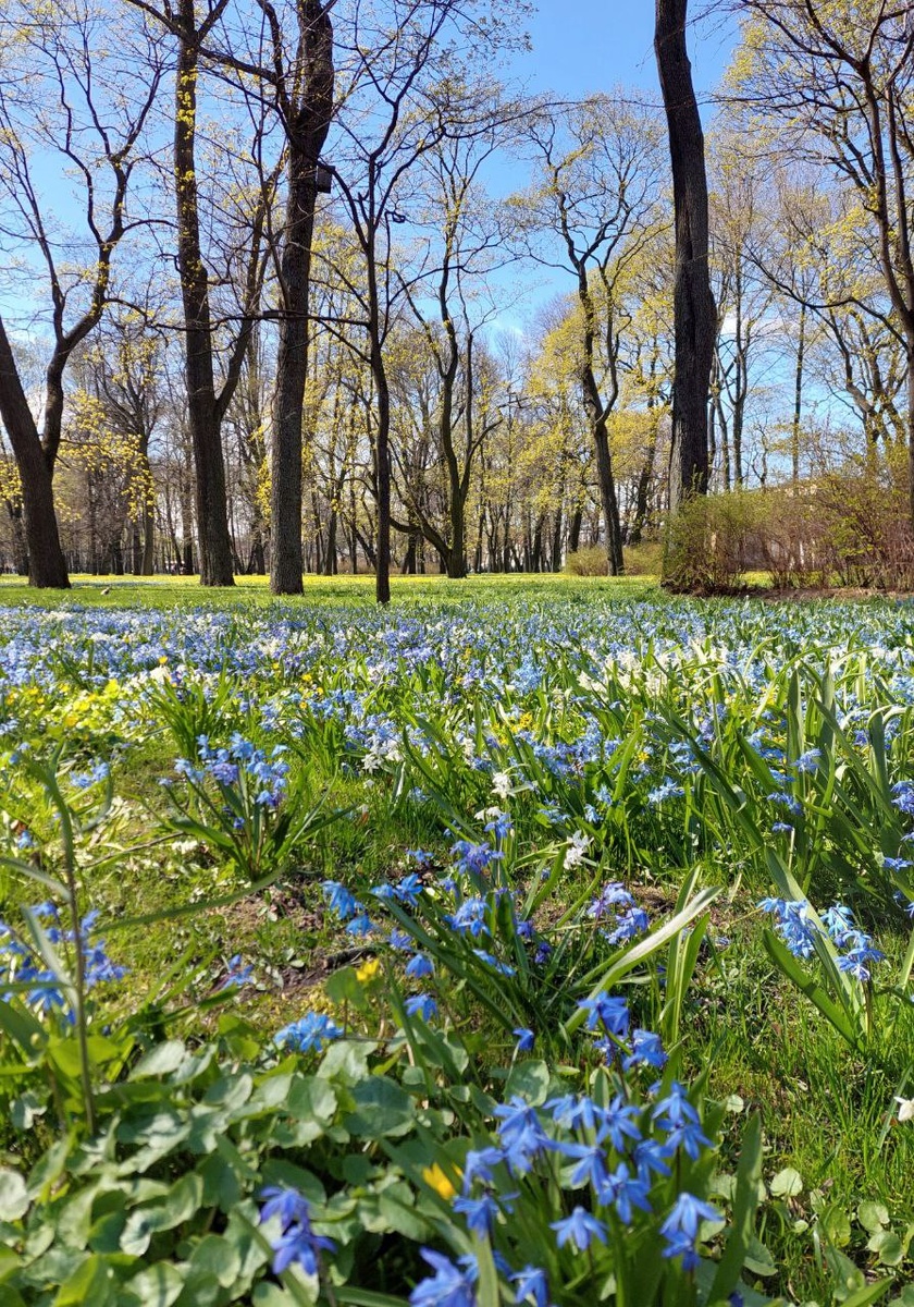 Весна в Санкт-Петербурге. Фото автора. Листайте галерею, чтобы увидеть другие фото →