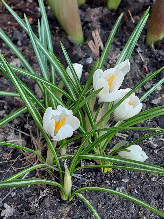 Белые крокусы. Фото автора. →