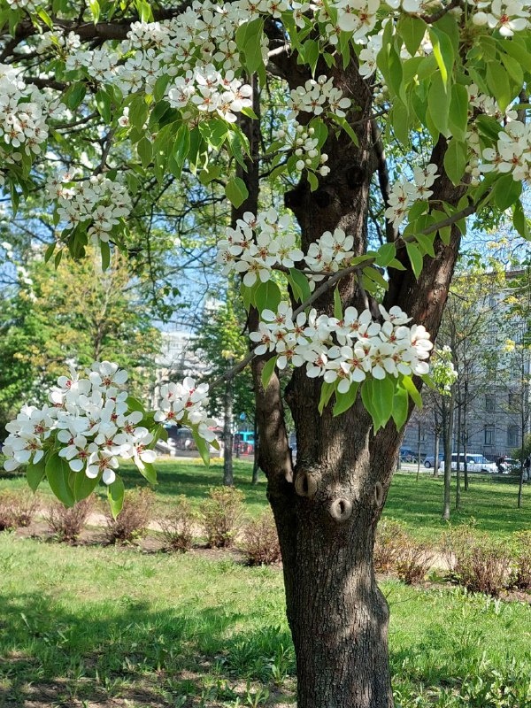 Дерево в цвету, груша или яблоня, я не знаю. Фото автора. →