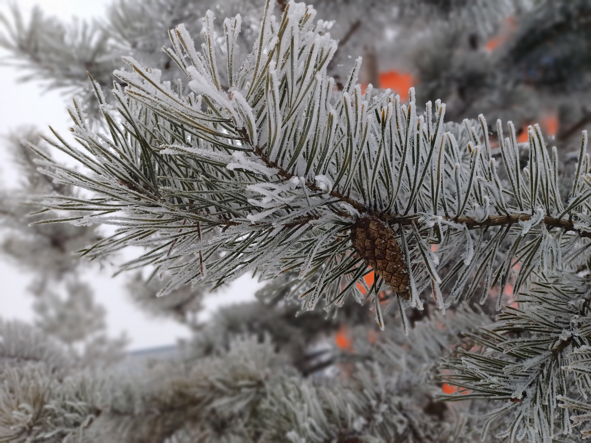 Утром фотографировала сосновую ветку и стала такой же замёрзшей как она. 😂 Фото автора Юлии Солоха.