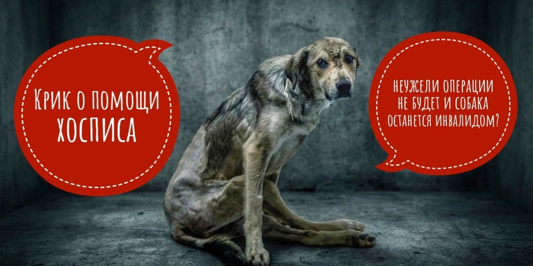 Несчастный инвалид Базз и Барби со сломанной челюстью молят о помощи!