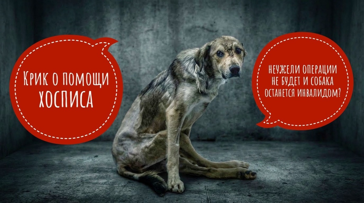 Мы смогли собрать деньги на Шпицев, но остальные ведь ничем не хуже!