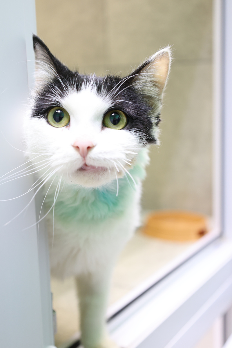 Эти животные остро нуждаются в спасении, на операции денег нет, просим оказать помощь.