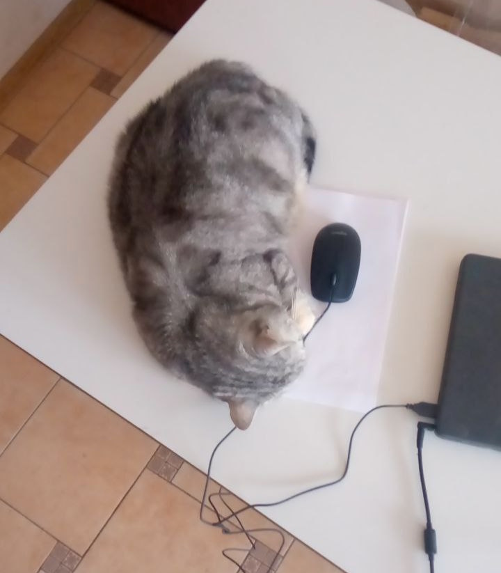 Маркиз поймалал мышь! Правда, она никуда неубегала и вообще от компа, но это мелочи